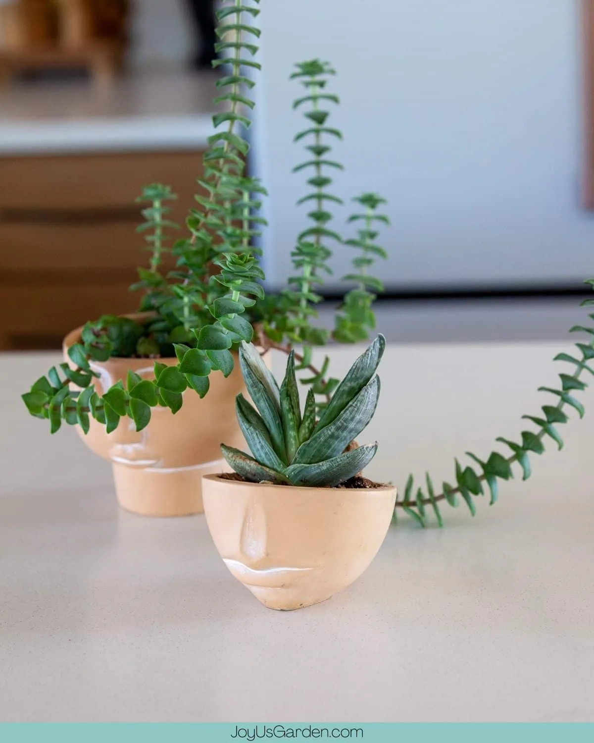 Two small succulents displayed in two different terra cotta face pots.