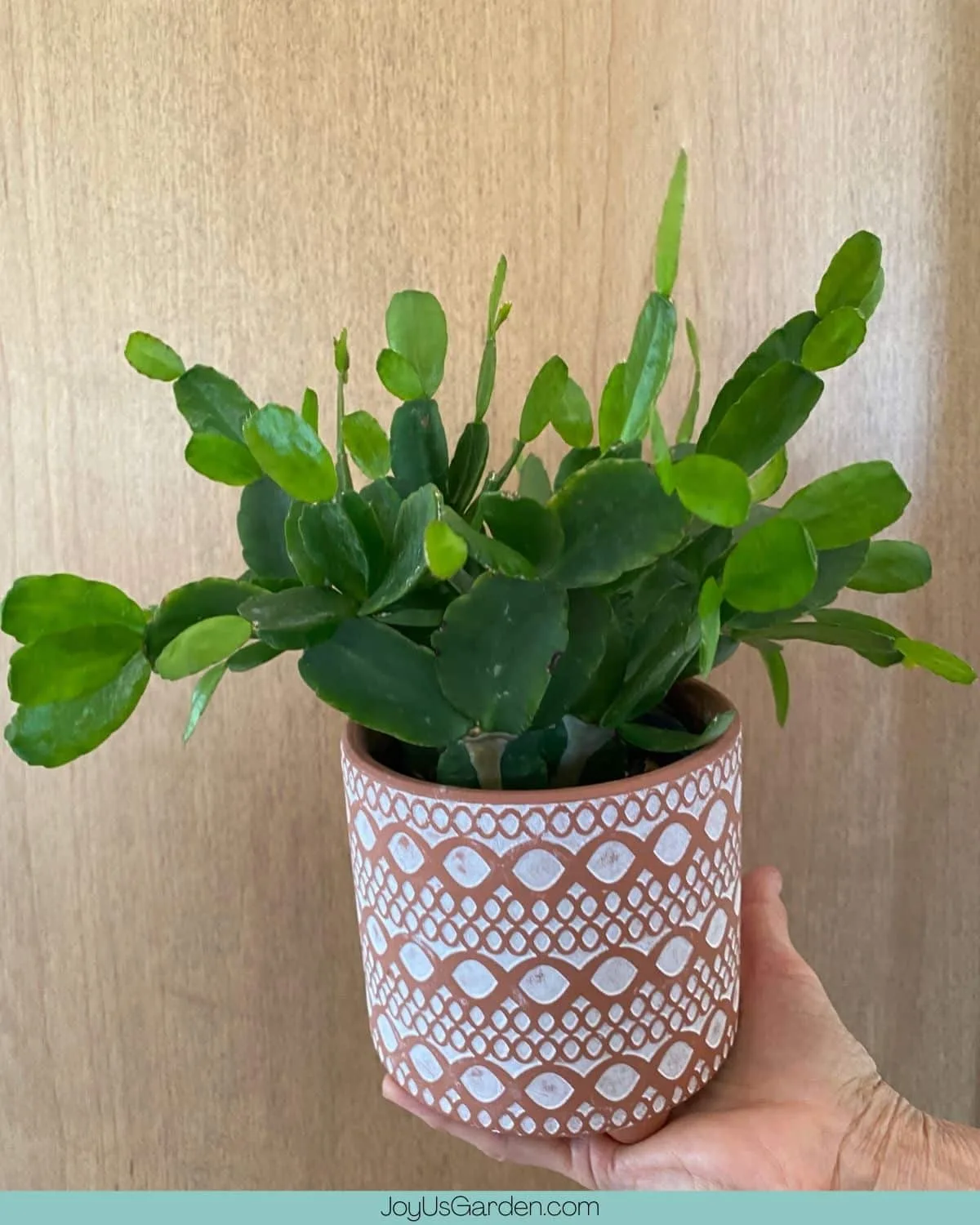 An Easter Cactus in a small white & terracota pot.