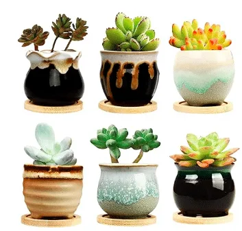 Six glaze succulent pots with succulents planted inside from Amazon. 