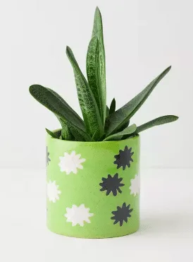 Green planter with succulent potted inside planter has star shaped design from urban outfitters.