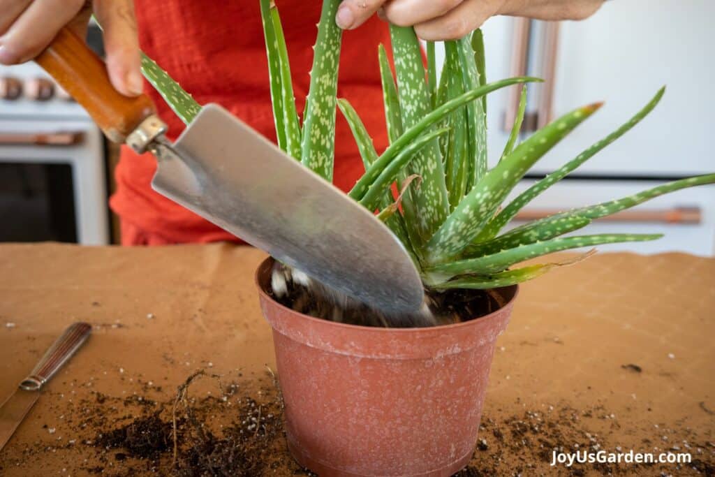 How To Repot Aloe Vera Plants