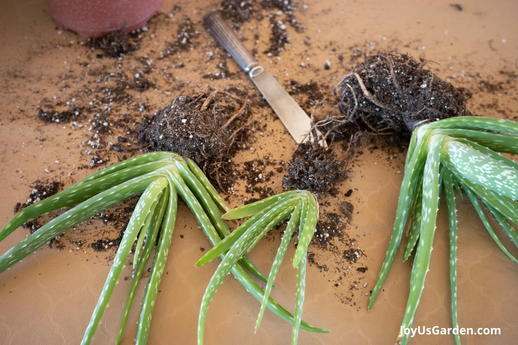 3 Aloe vera pups with exposed roots  lay on a table with a silver knife in the background.