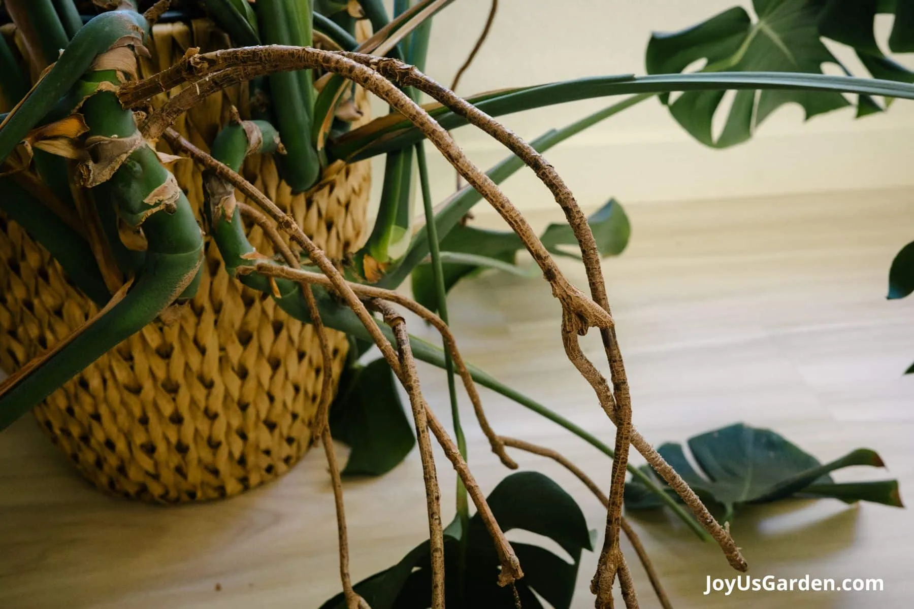 Close up photo of the aerial roots on a monstera deliciosa. 