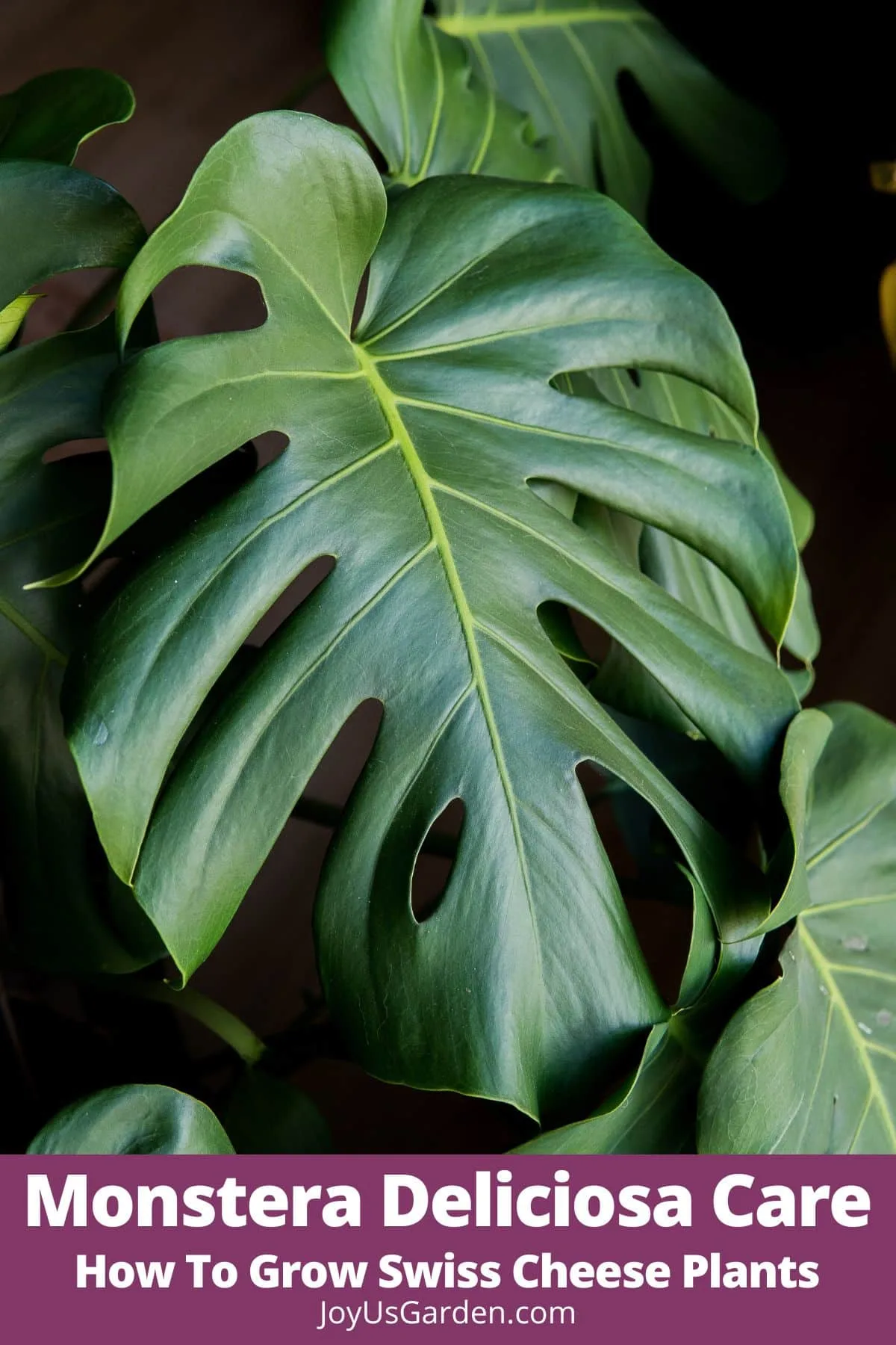 Close up photo of the fenestrations on a Monstera Deliciosa leaf. 