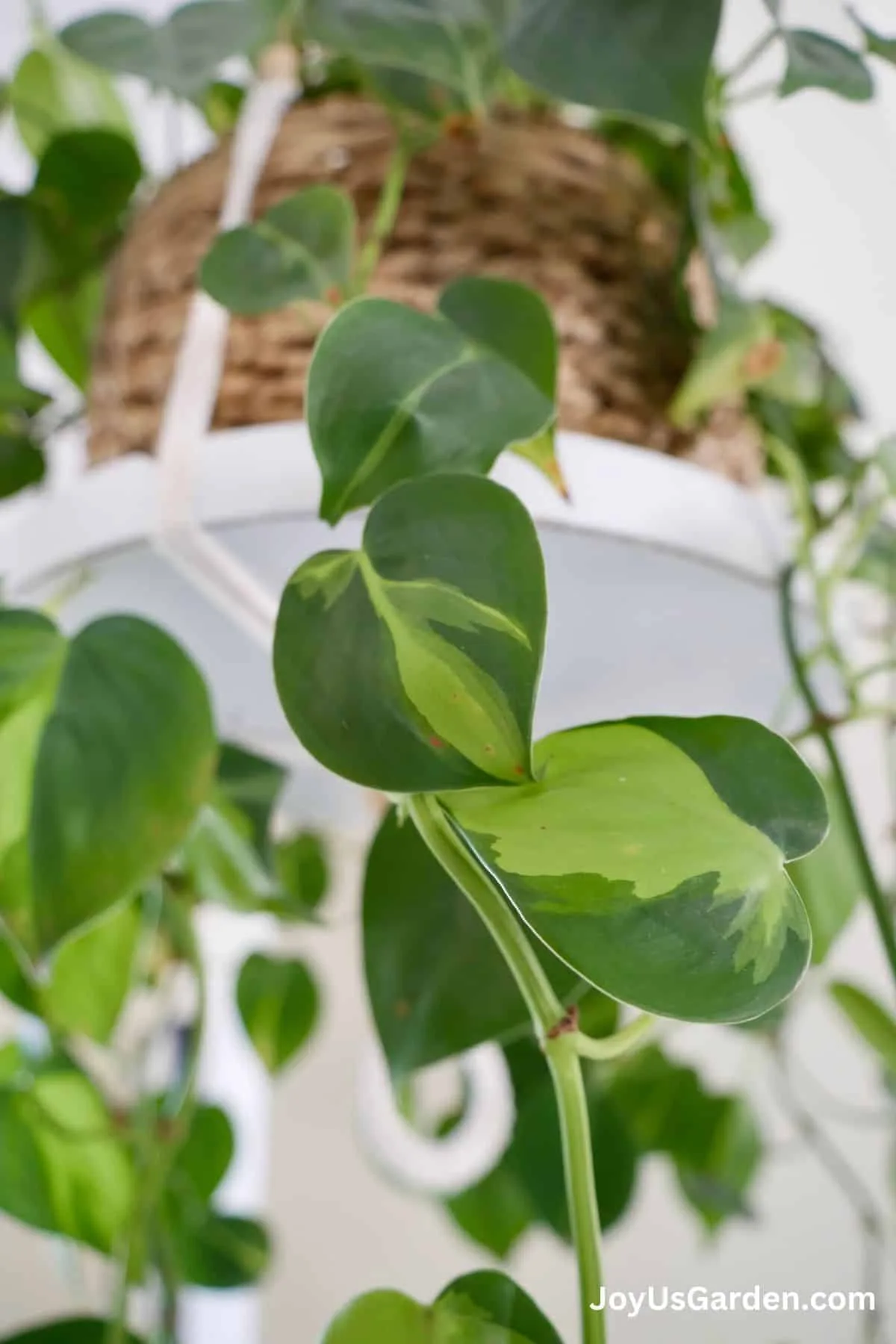 Close up of the variegated leaved on a philodendron brasil growing indoors. 