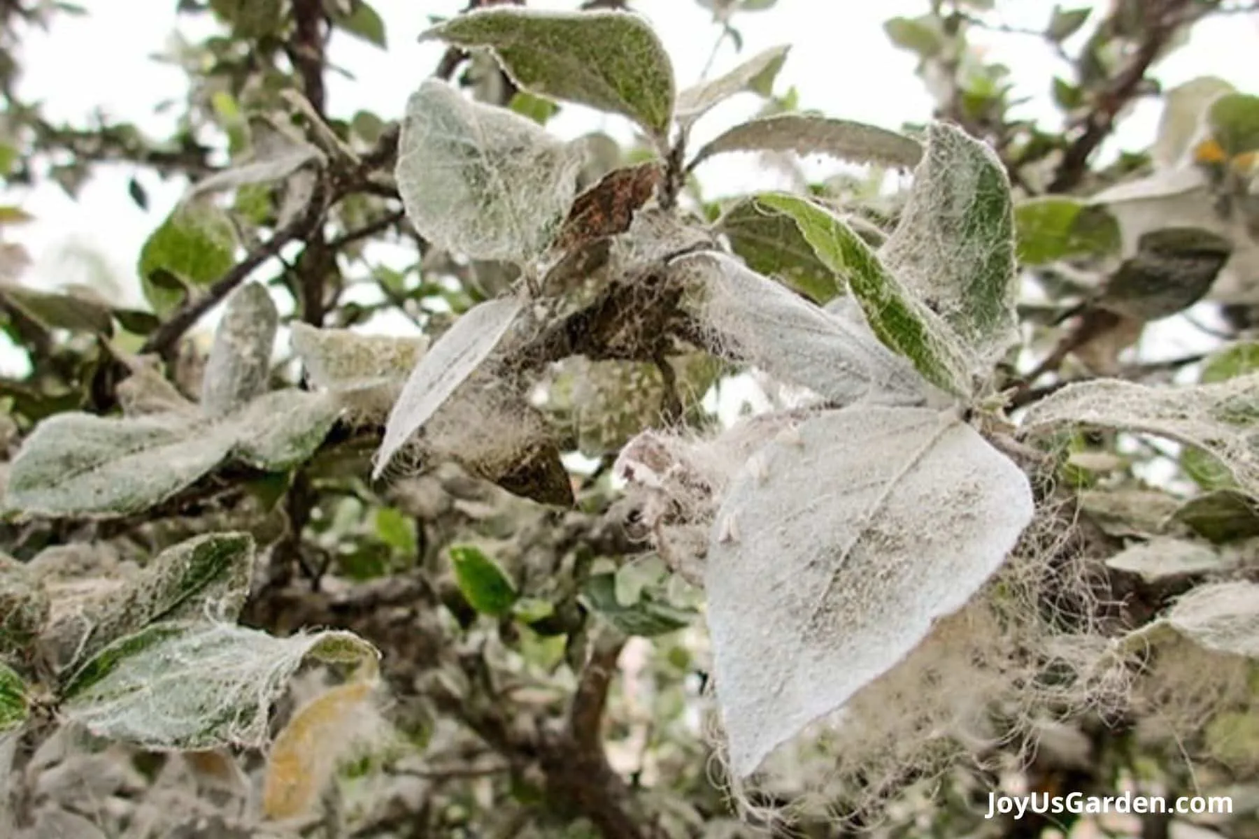 Hibiscus plant that is experiencing a white flies infestation. 