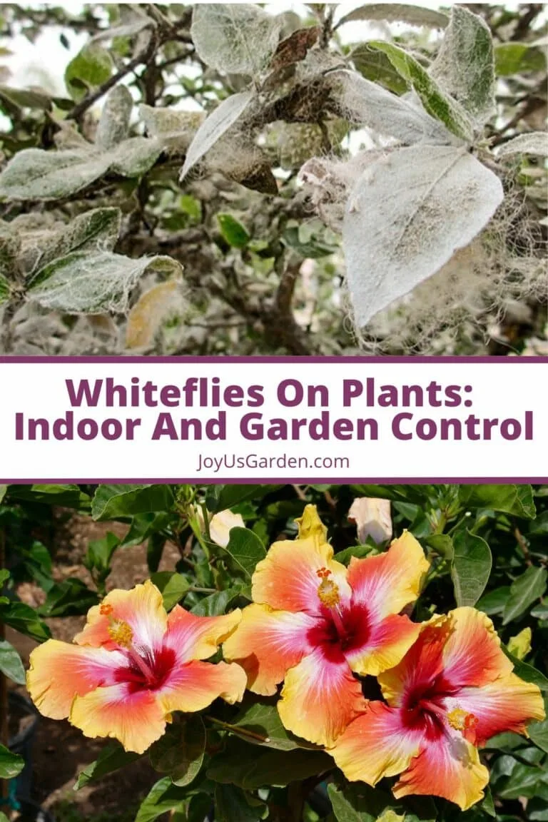 Two photo collage of white fly infestation on a hibsicus plant and hibiscus flowers text reads, whiteflies on plants indoor and garden control joyusgarden.com.