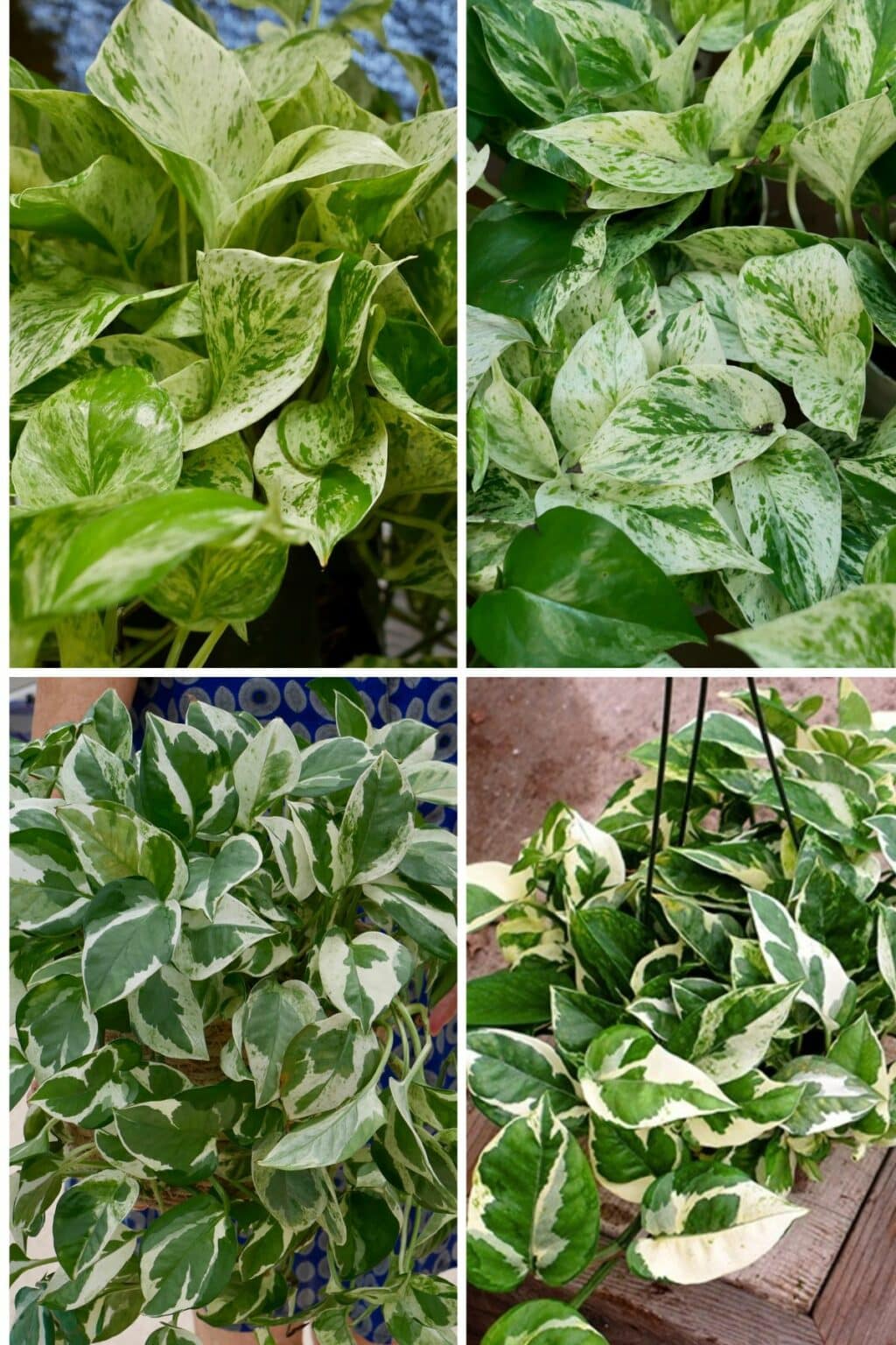 Marble Queen Pothos Care Guide: A Vibrant Trailing Houseplant