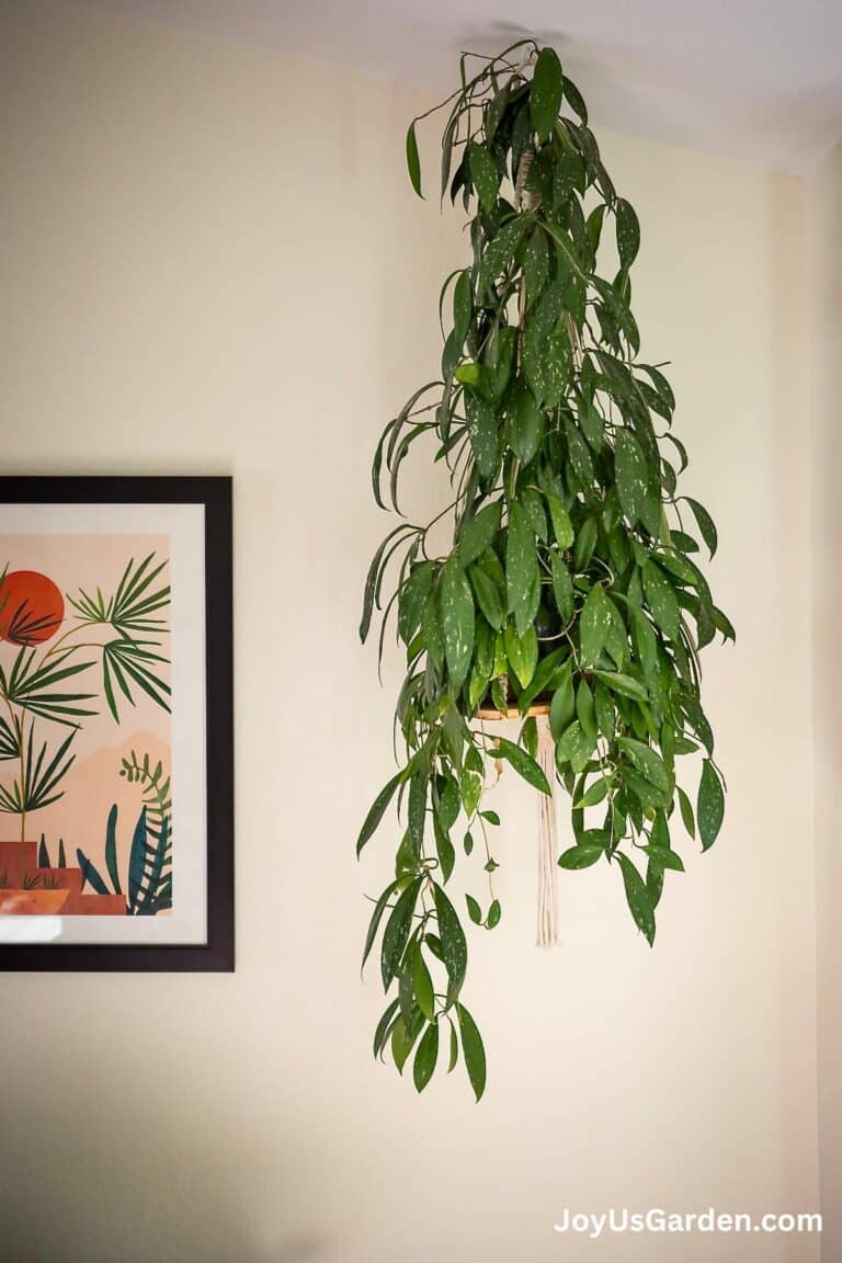 Hoya Plant Care Guide: How To Grow Hoya Houseplants