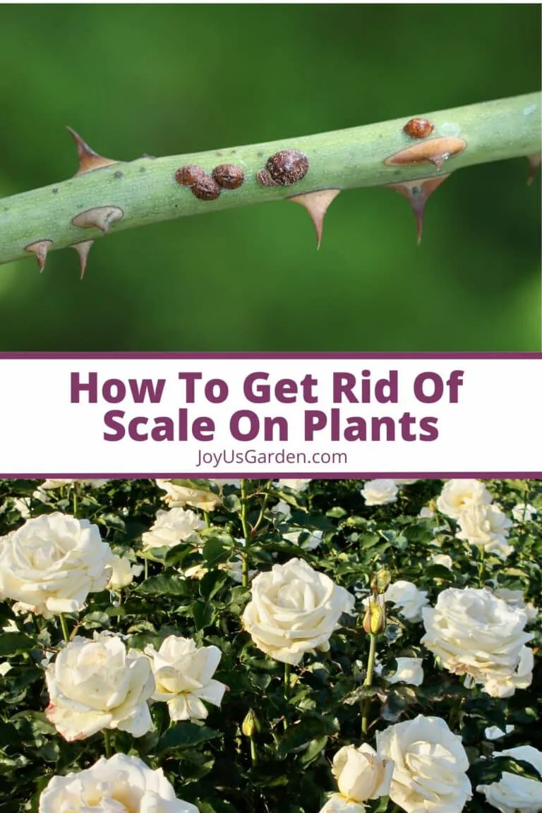 Two photo collage, top photo scale insects on rose bush, and bottom photo is of white rose bush, text reads how to get rid of scale on plants joyusgarden.com.