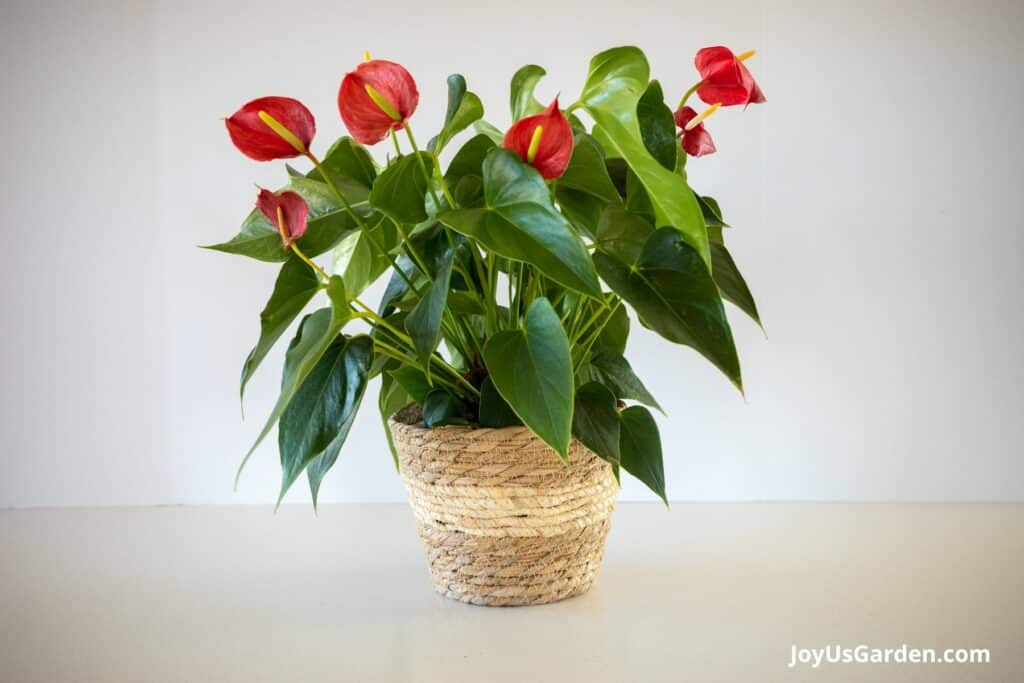 An anthurium with red flowers sits in a small basket.