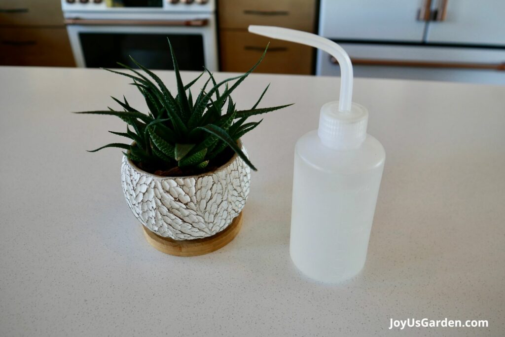 A small wash bottle with a long spout sits next to a small succulent plant.