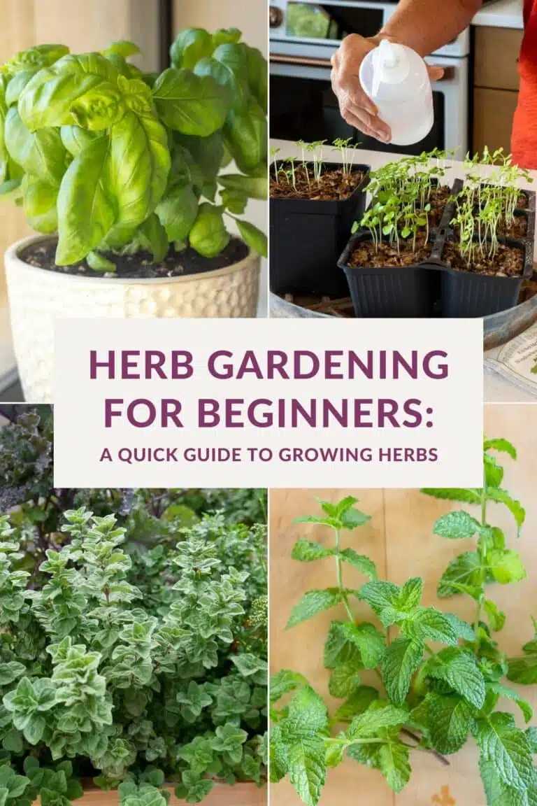 Collage of four herb photos text reads herb gardening for beginners.