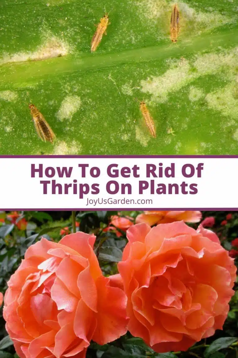 Two photo collage of thrips and roses top photo thrips bottom photo roses text reads how to get rid of thrips on plants.