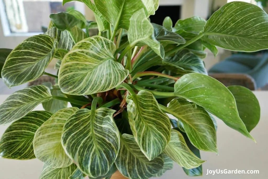 Philodendron Birkin in a mango wood pot sits atop a kitchen counter in a room with alot of natual light that supports the healthy growth of philodendron birkin care.