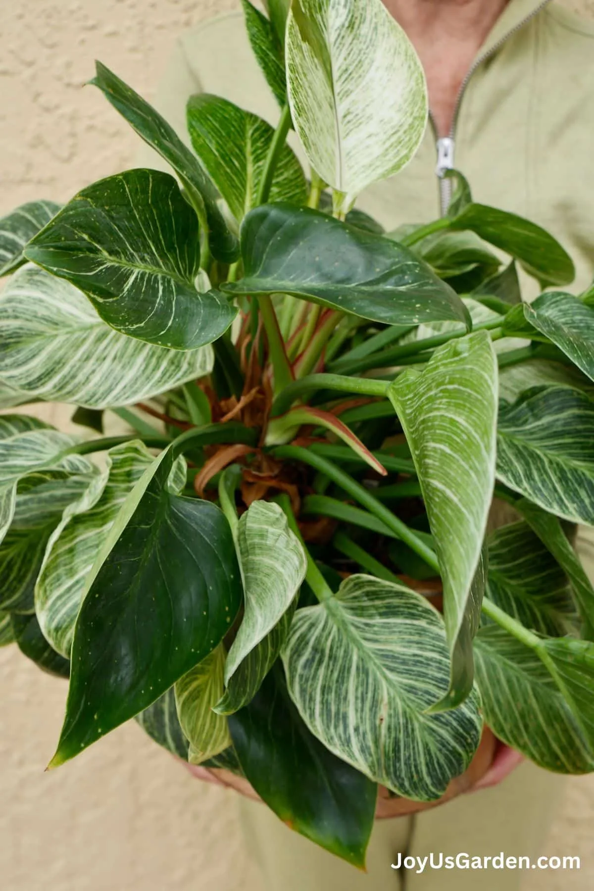 Nell foster stands outside holding a philodendron Birkin with lovely variegated leaves on this indoor plant.