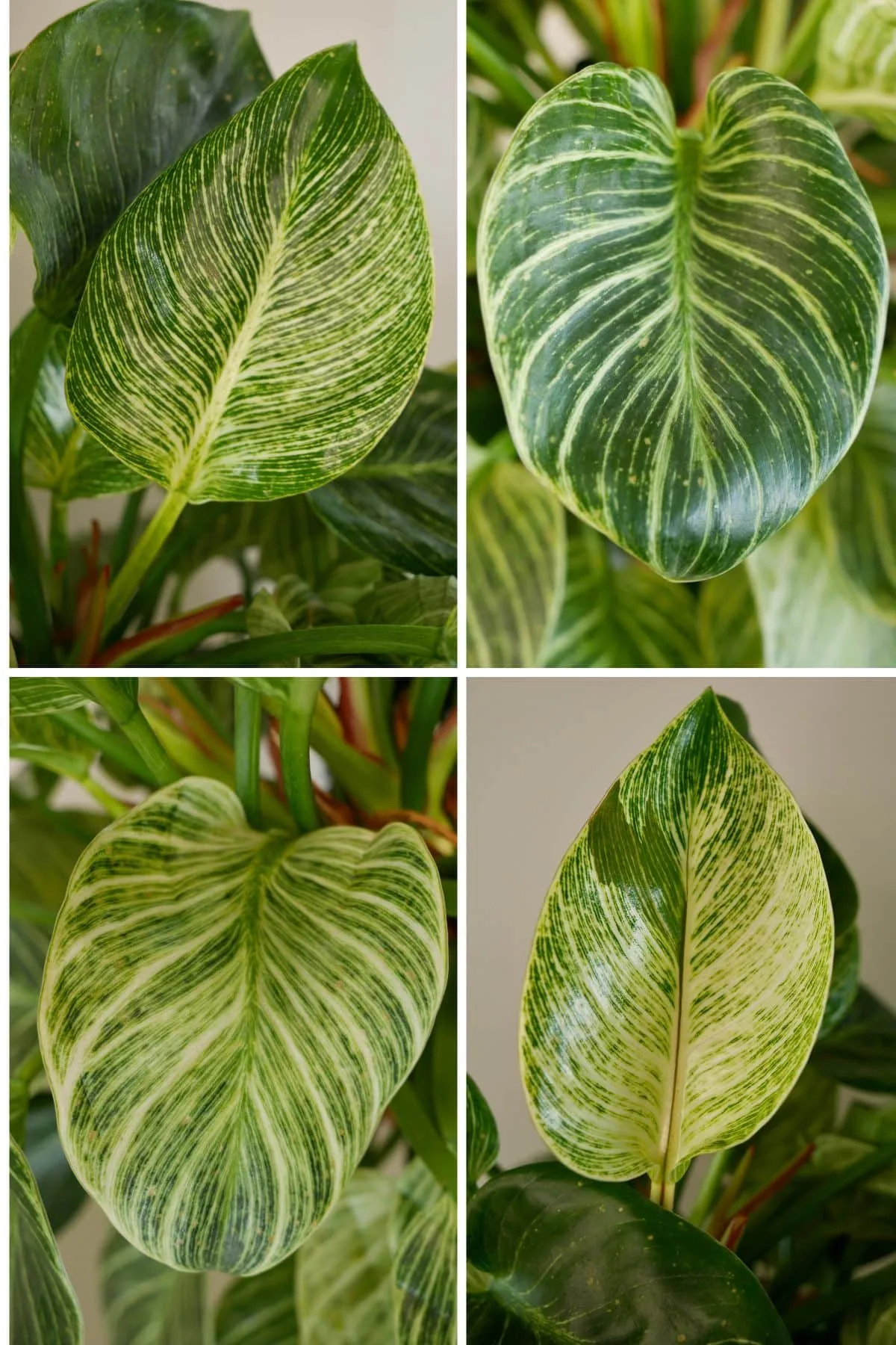 Four photo collage of the variagated leaves on a philodendron Birkin.