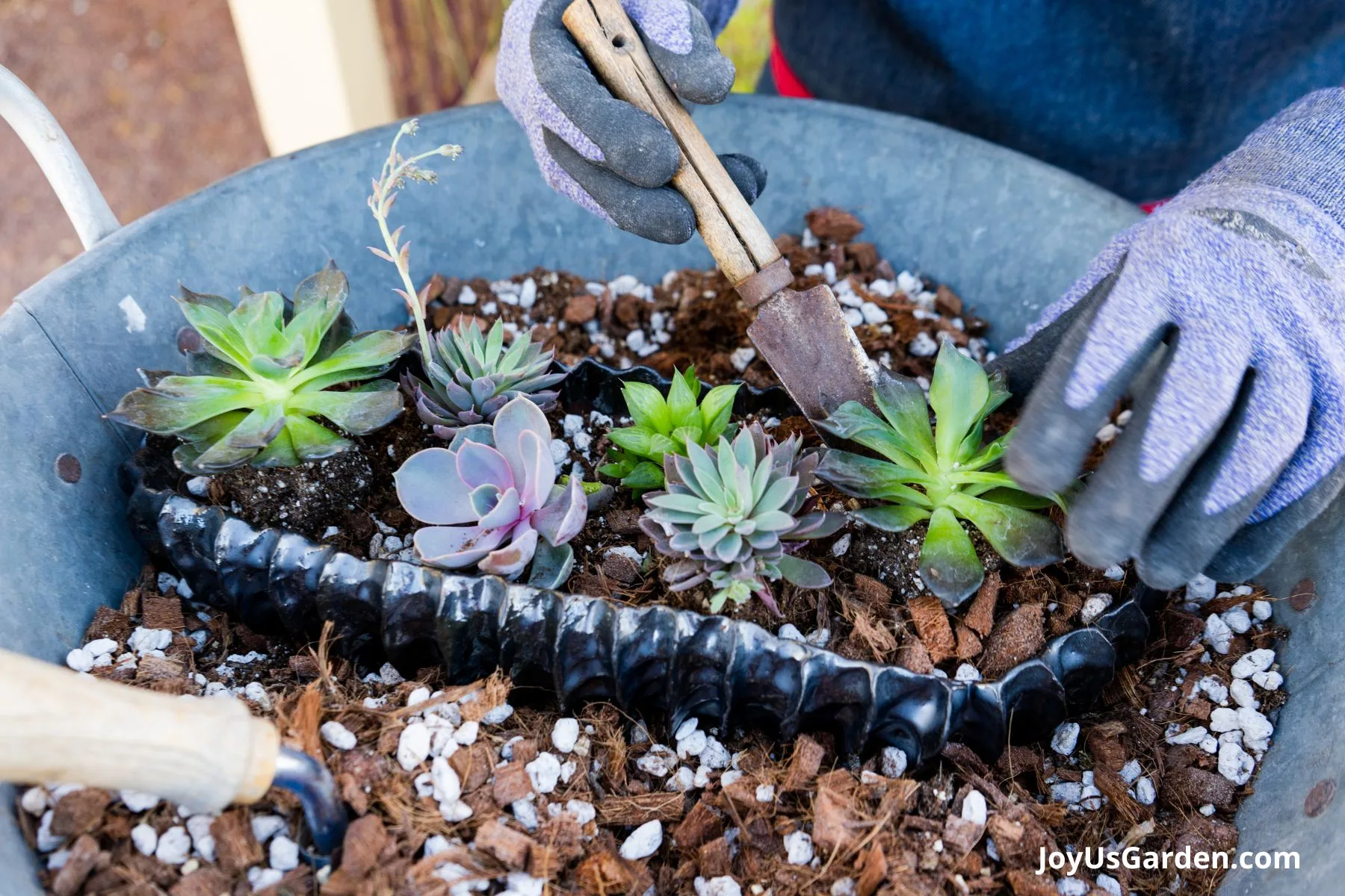 Photo shows small succulents being potted into new planter in a metal container filled with soil.