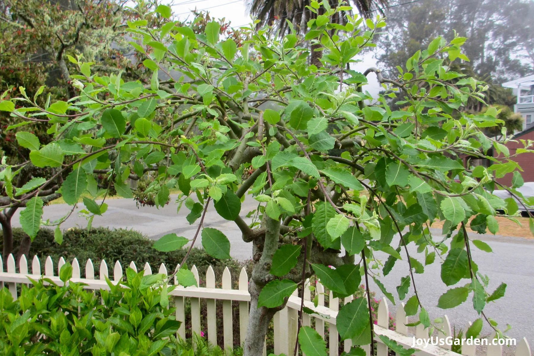 A weeping pussy willow outdoors next to a white picket fence. 