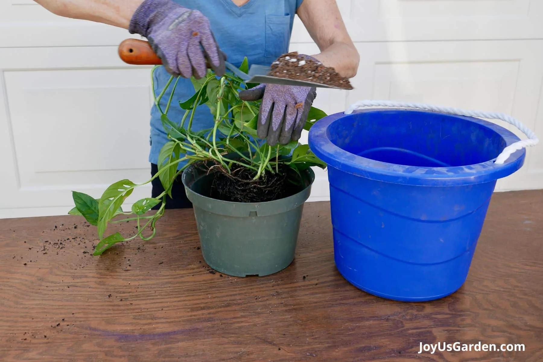 Woman shown using a trowel shovel to repot a swiss cheese vine on a plant table next to blue bucket. 