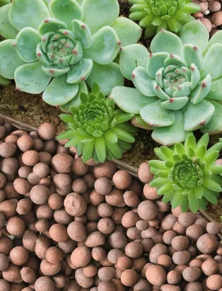 Succulents and Organic Clay Pebbles from Amazon.