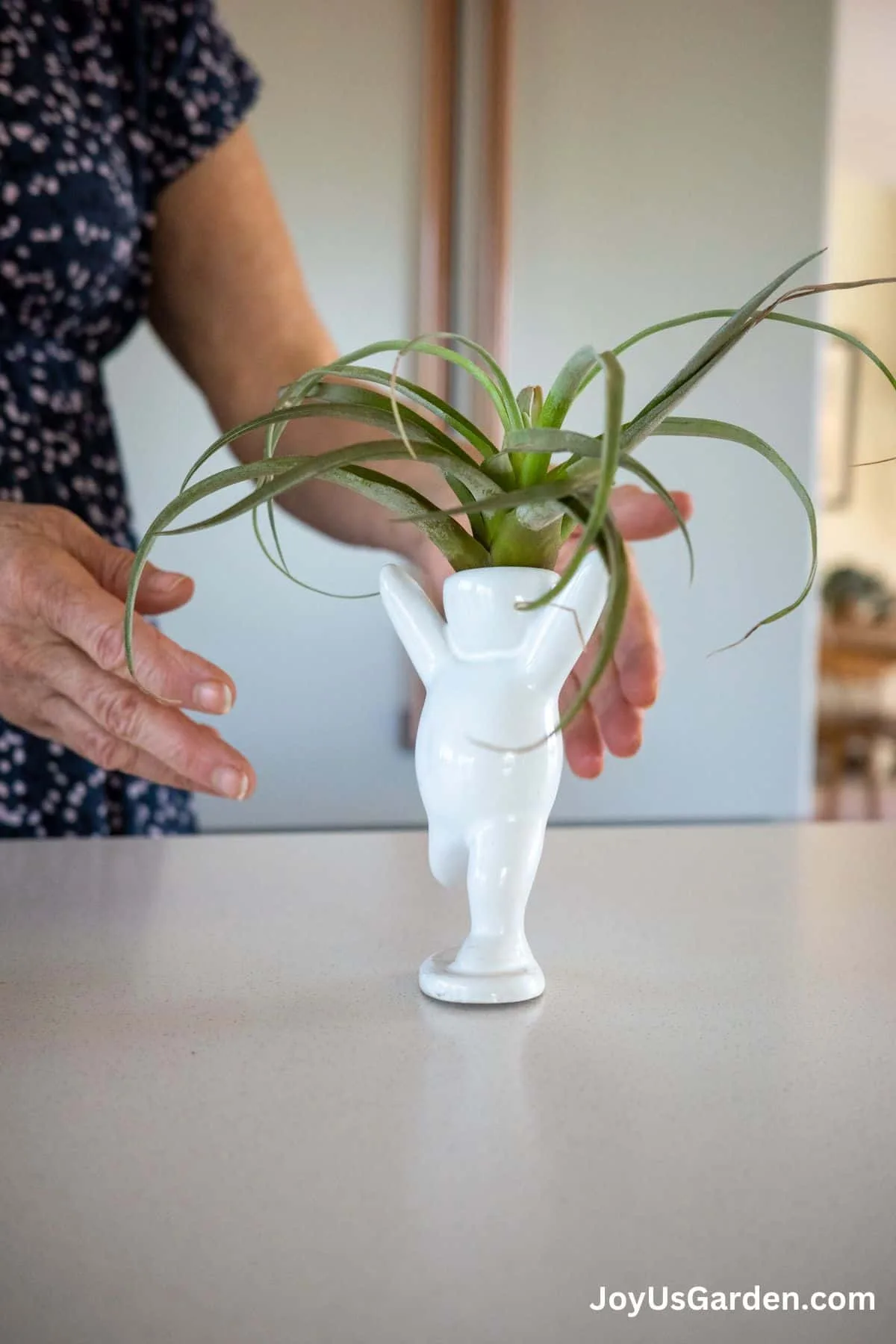 Tillandsia Air plant sits inside a person planter with woman's hands shown in background. 