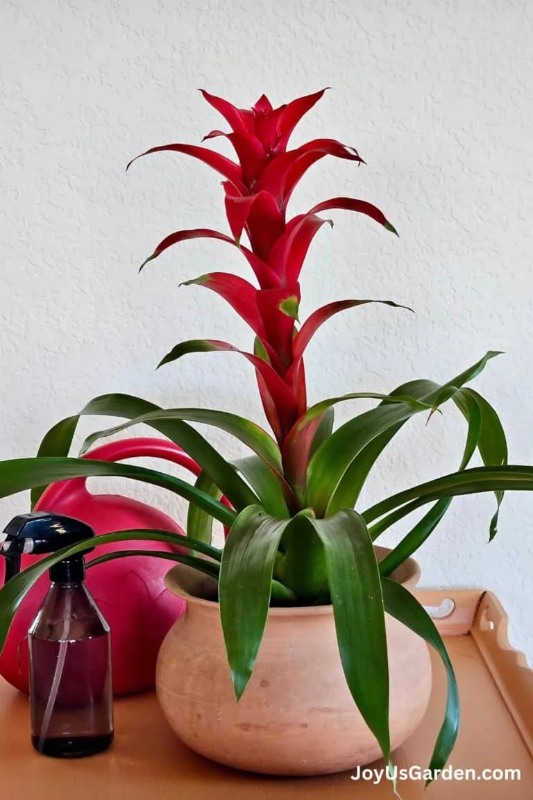 A red bromeliad sits atop a table next to a mister and watering can.