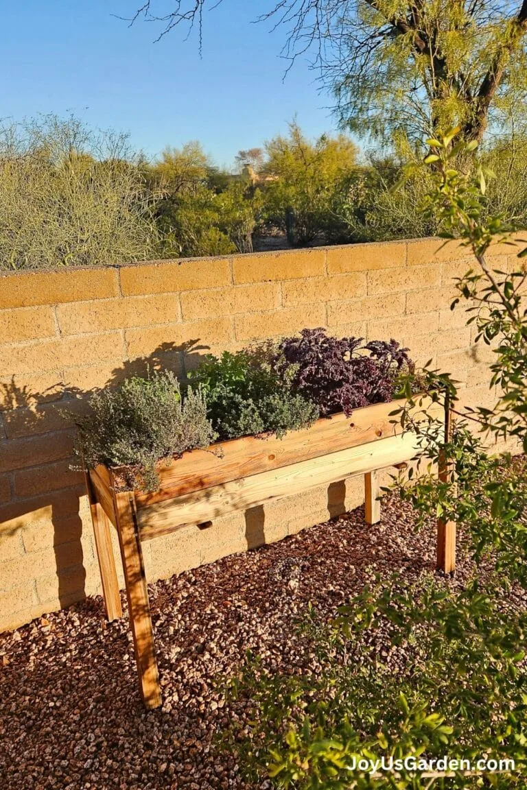 A raised wood planter sits outside with a variety of herbs growing.