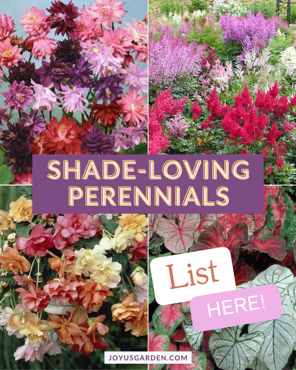 Shade-Loving Perennials: Plants To Brighten Shady Gardens