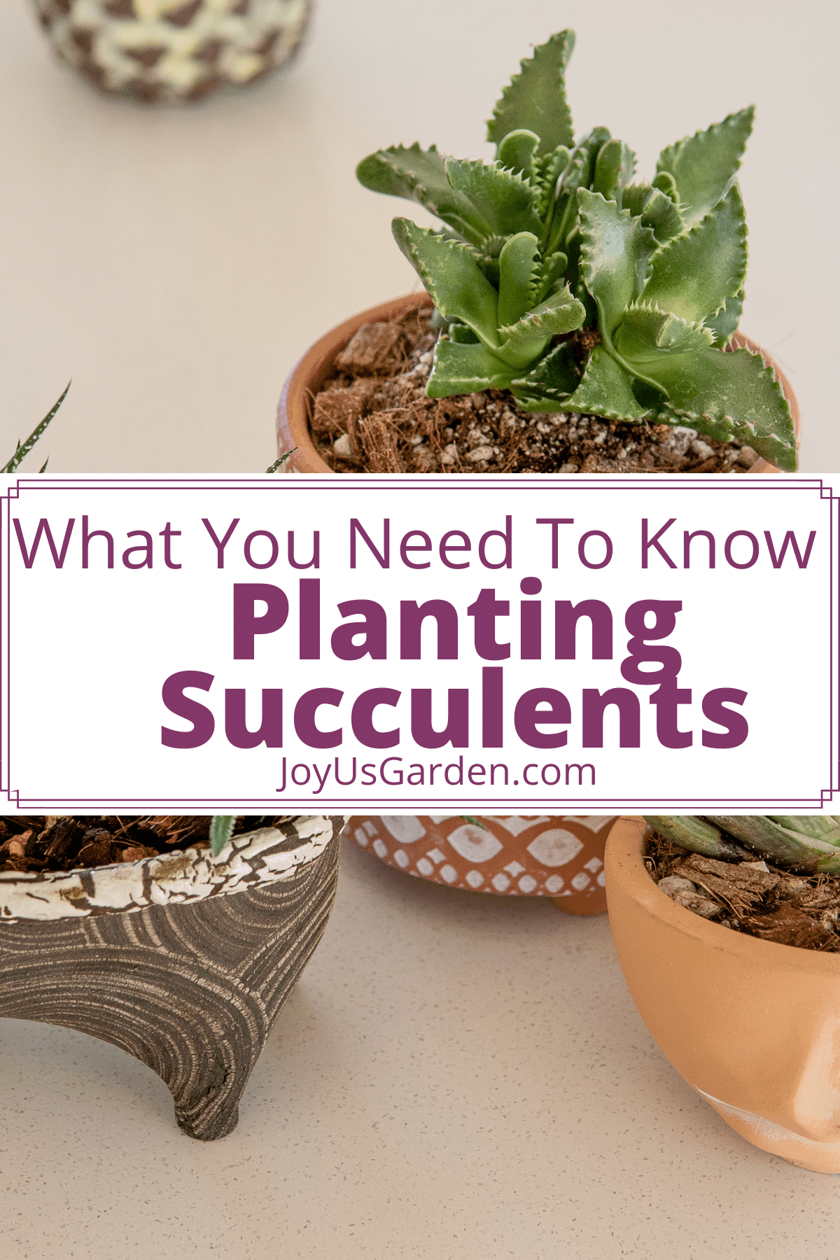 How to Plant Succulents In A Shallow Succulent Planter