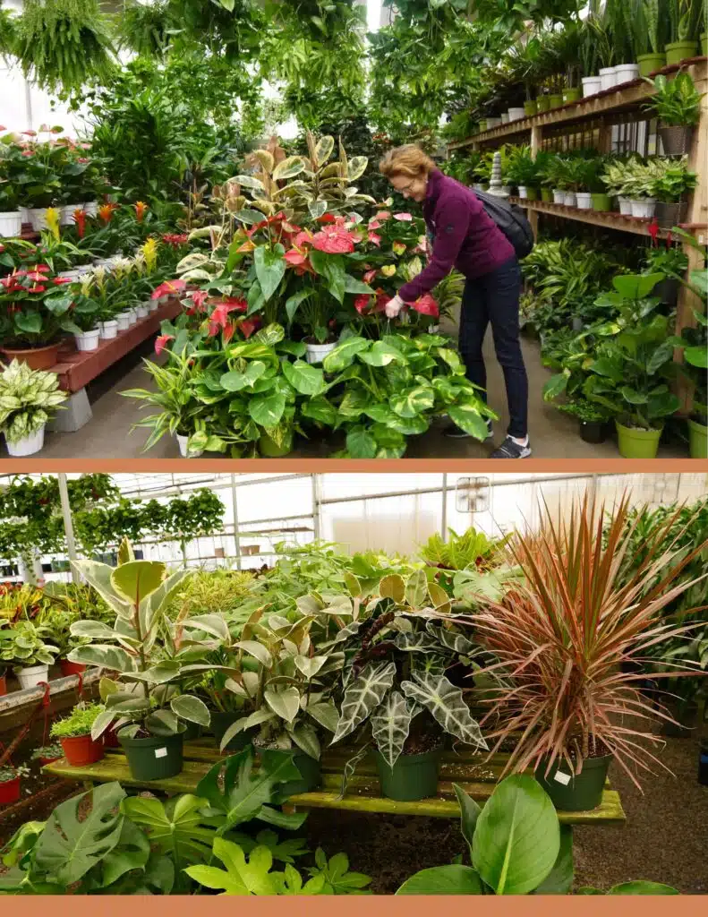 The top photo shows a woman shopping for houseplants at the LA Flower Market. The bottom shows houseplants on a bench in a greenhouse.