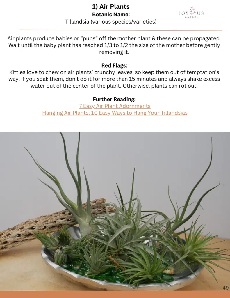 A variety of air plants sit in a pewter tray with a piece of cholla wood resting on the edge.