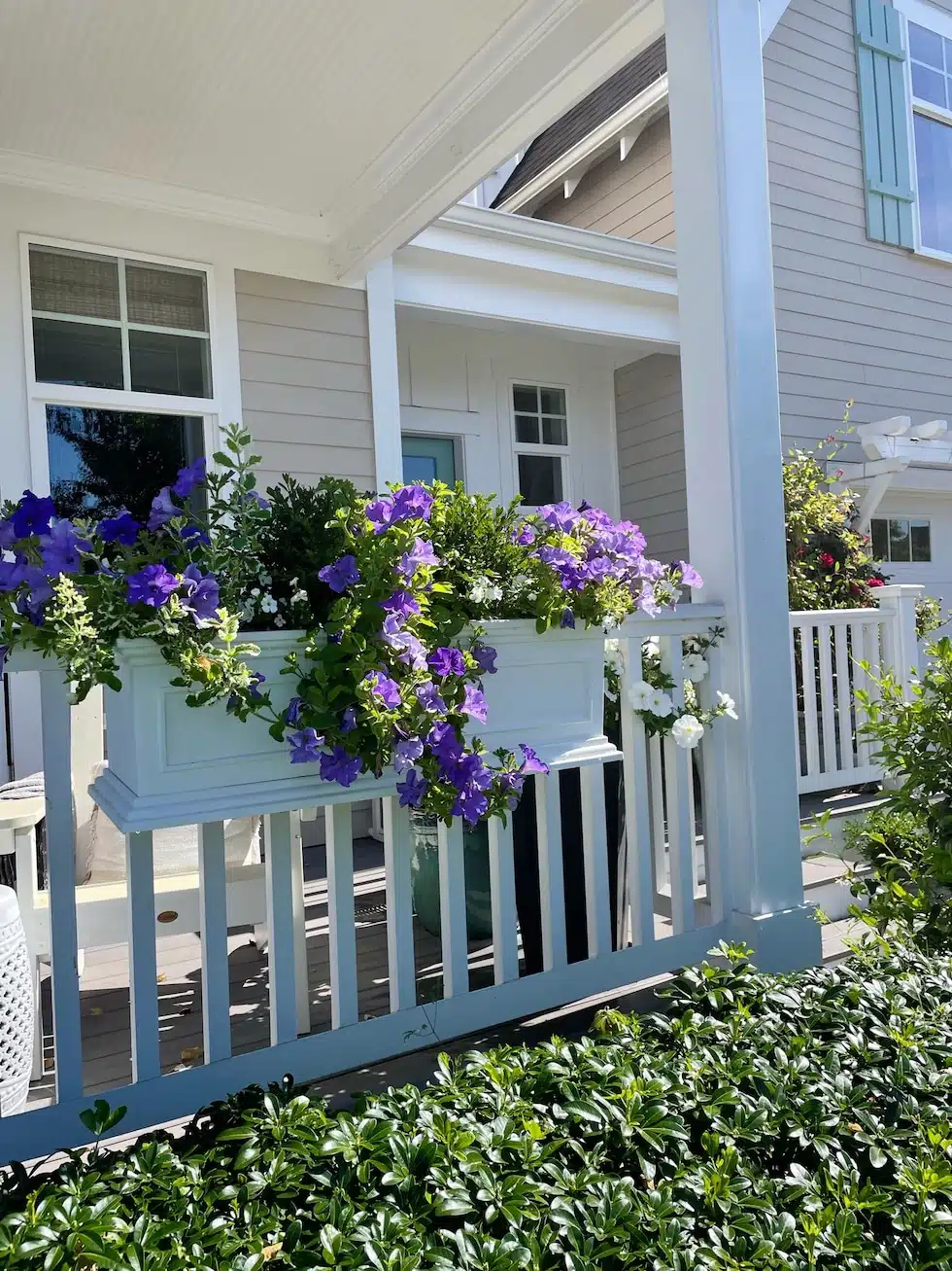 large railing planter boxes with purple and white flowers