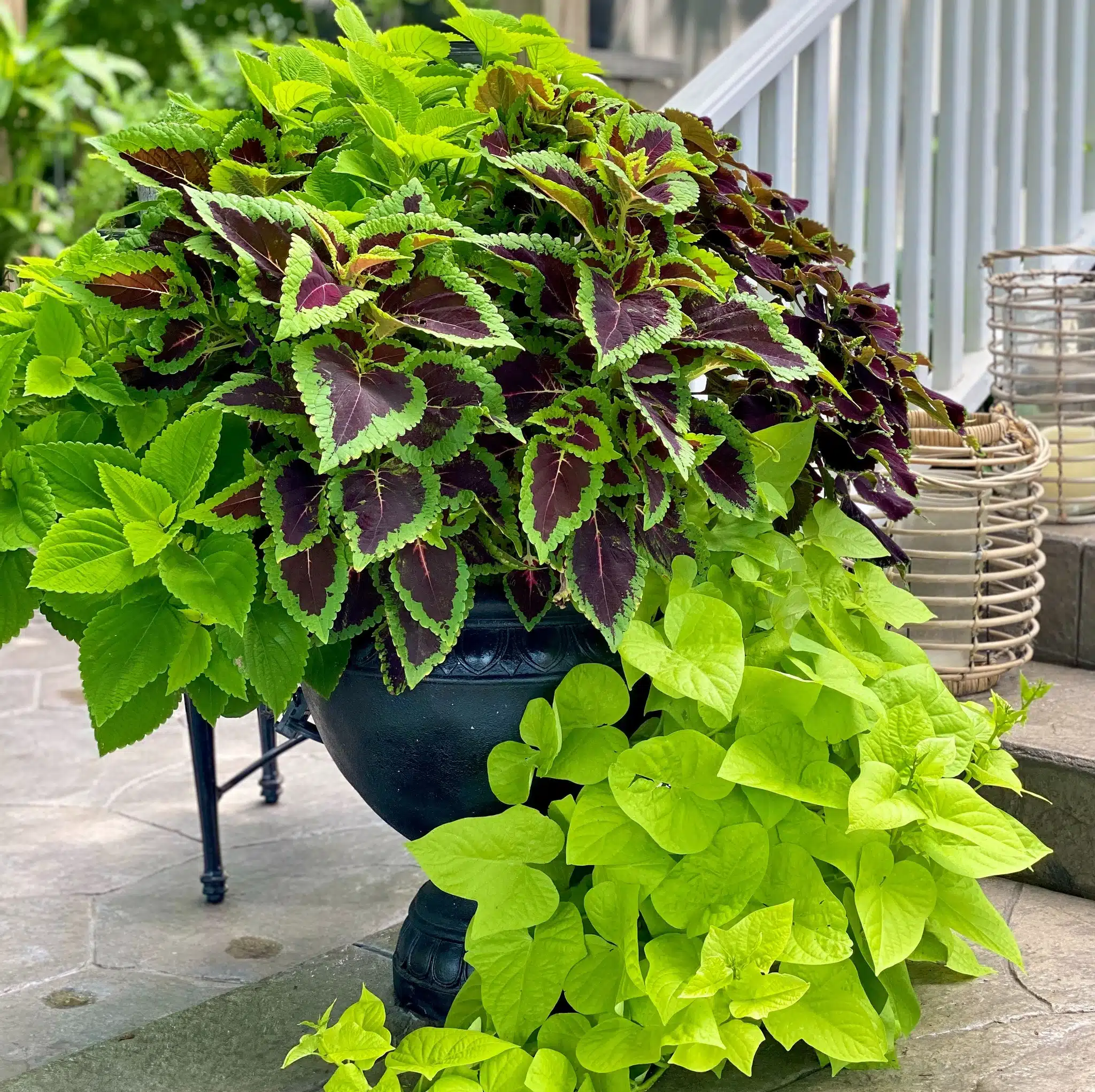 coleus plants and sweet potato fine displayed in an urn together