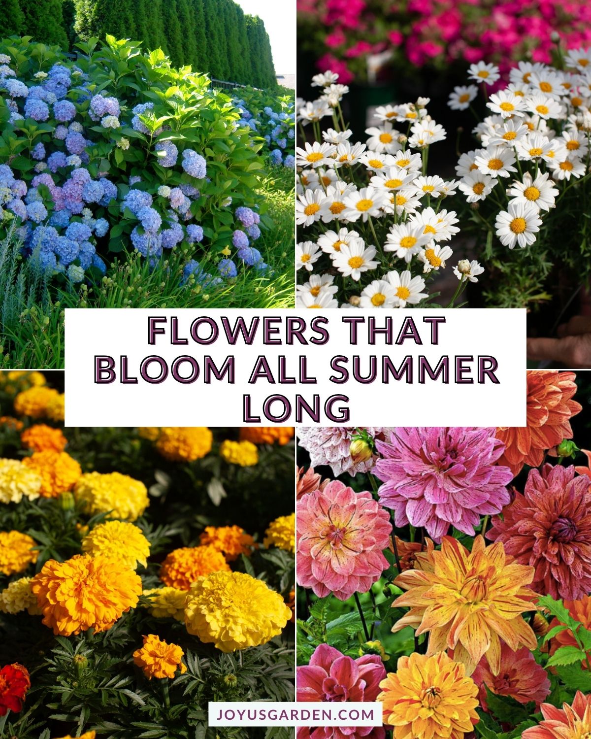 23 Best Flowers for Pots & Containers that Bloom All Summer Long