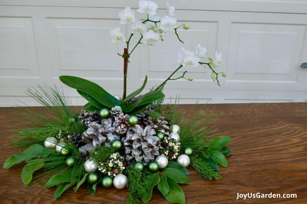 White Phalaenopsis Orchid with a pinecone display sits atop a table.