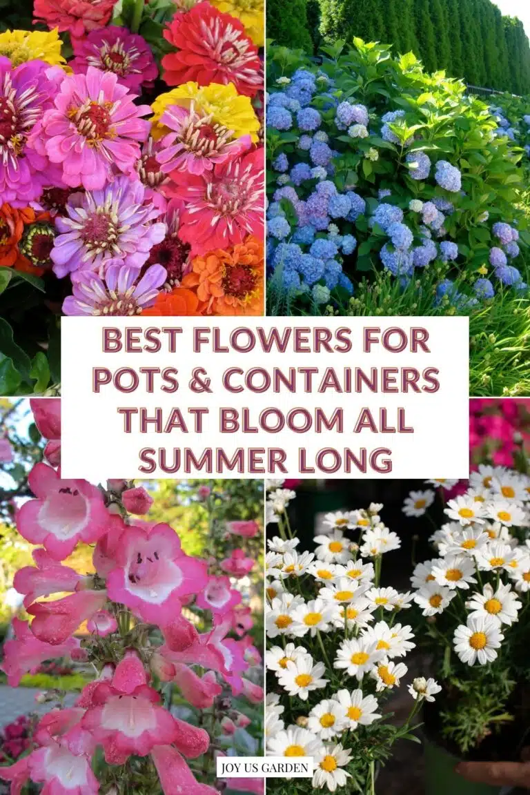 A collage of 4 summer flowering plants for pots the text reads best flowers for pots & containers that bloom all summer long.