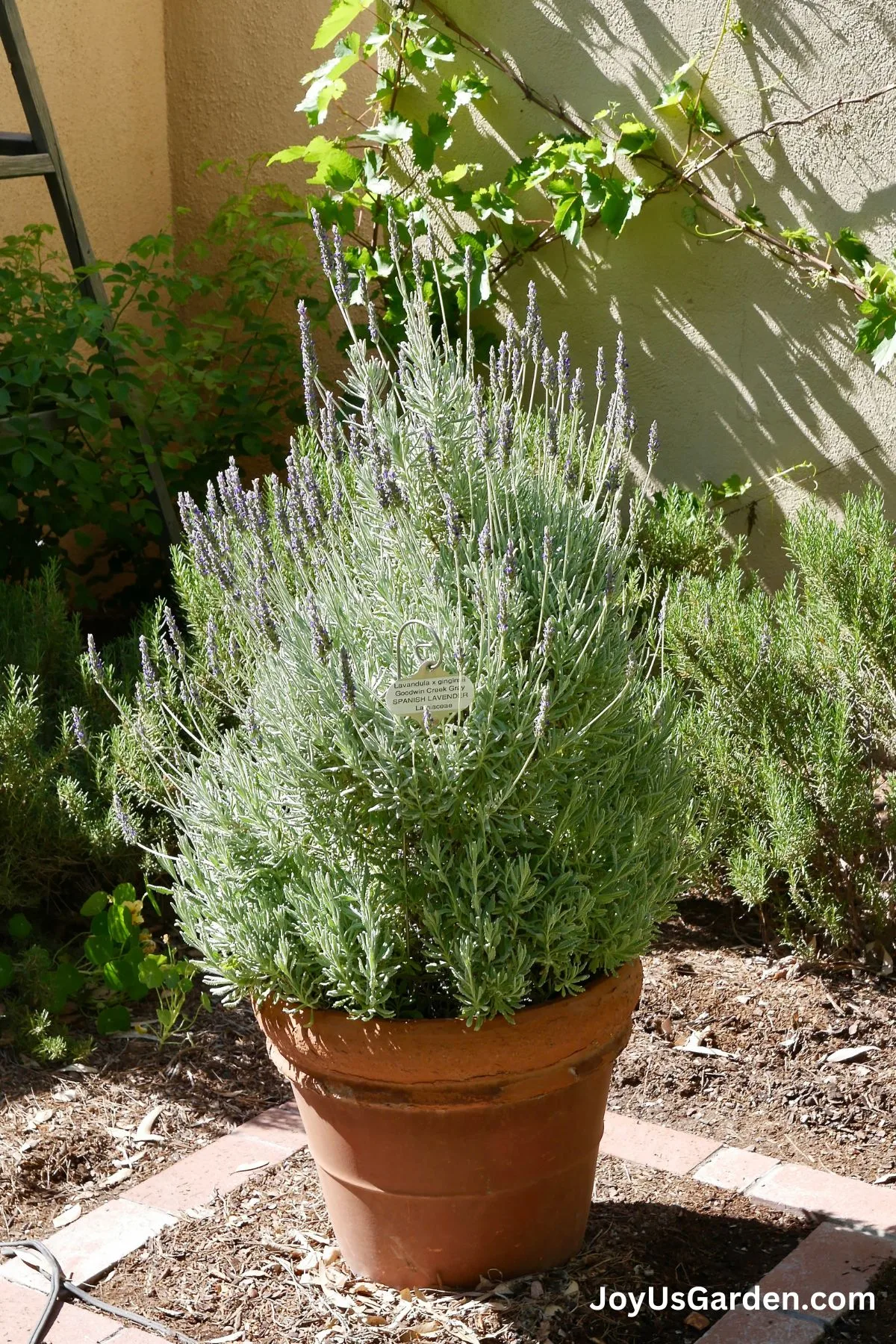 A spanish lavender grows in an outdoor garden in a clay pot. 