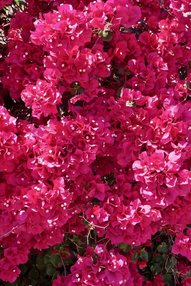 Mastering Bougainvillea: A Bougainvillea Tutorial To Grow Beautiful, Vibrant Plants