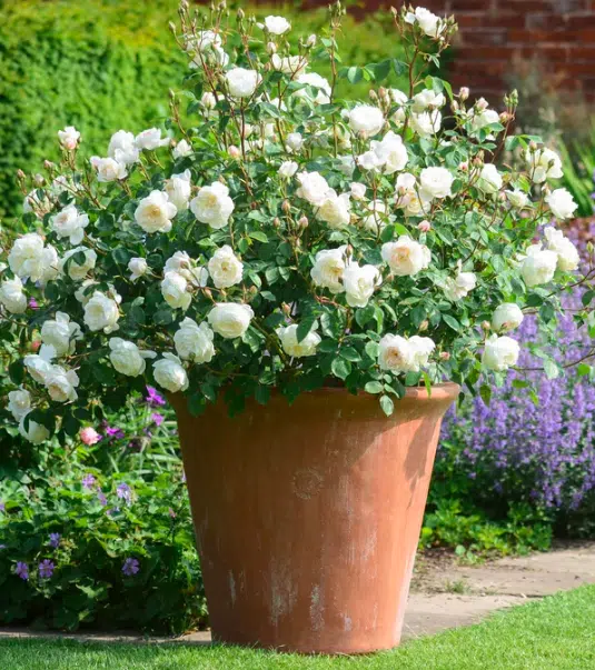 A white rose in a terra cotta pot grows on the edge of a garden.