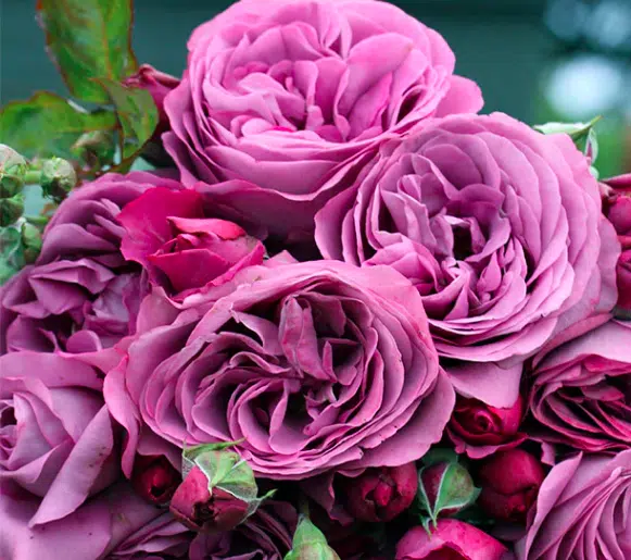 A close-up of Plum Perfect Rose flowers in beautiful shades of light purple.