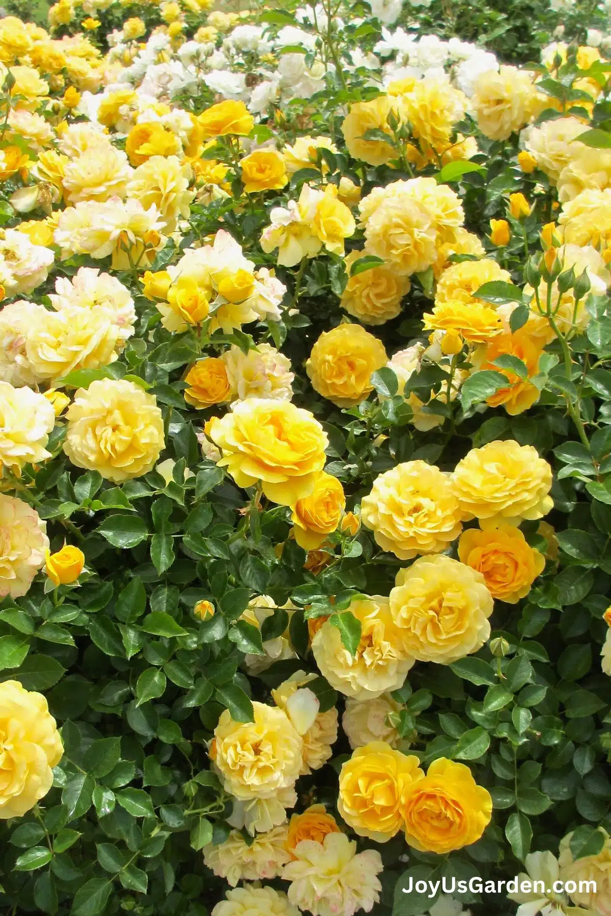 A grouping of beautiful Julia Child Roses in many shades of yellow.