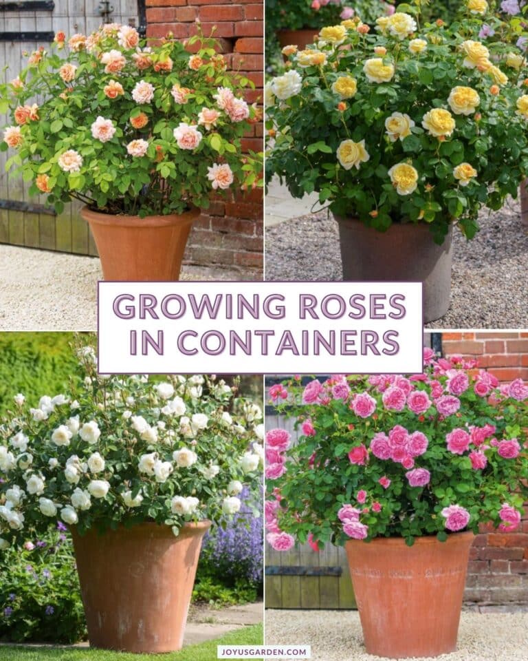 A collage with photos of 4 roses in terra cotta pots. The text reads growing roses in containers.