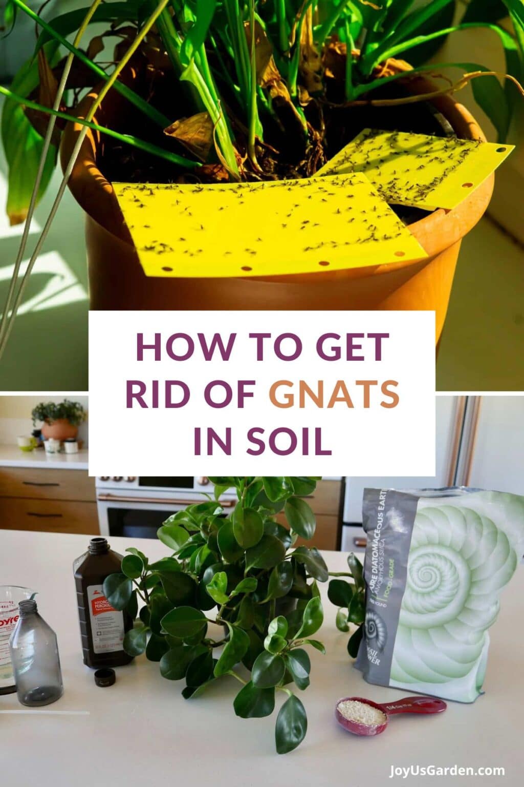 How To Get Rid Of Gnats in Soil