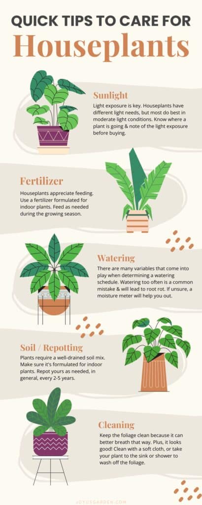 Indoor Plant Care: Top 11 Essential Tips (2024)