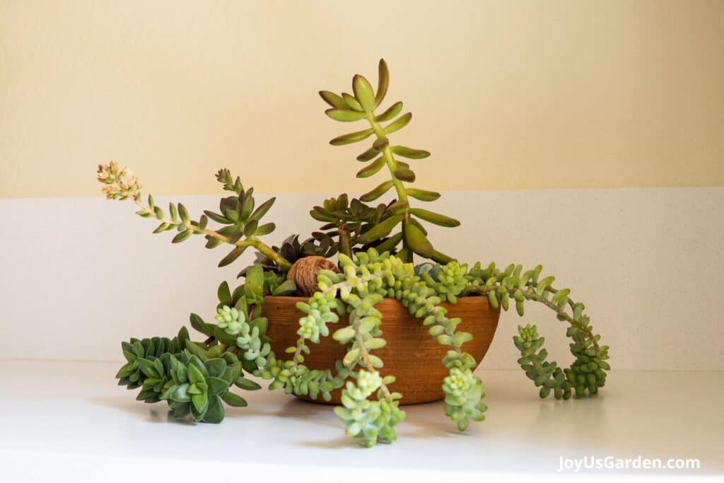 A shallow clay bowl sits atop a countertop, planted inside is a variety of succulents. 