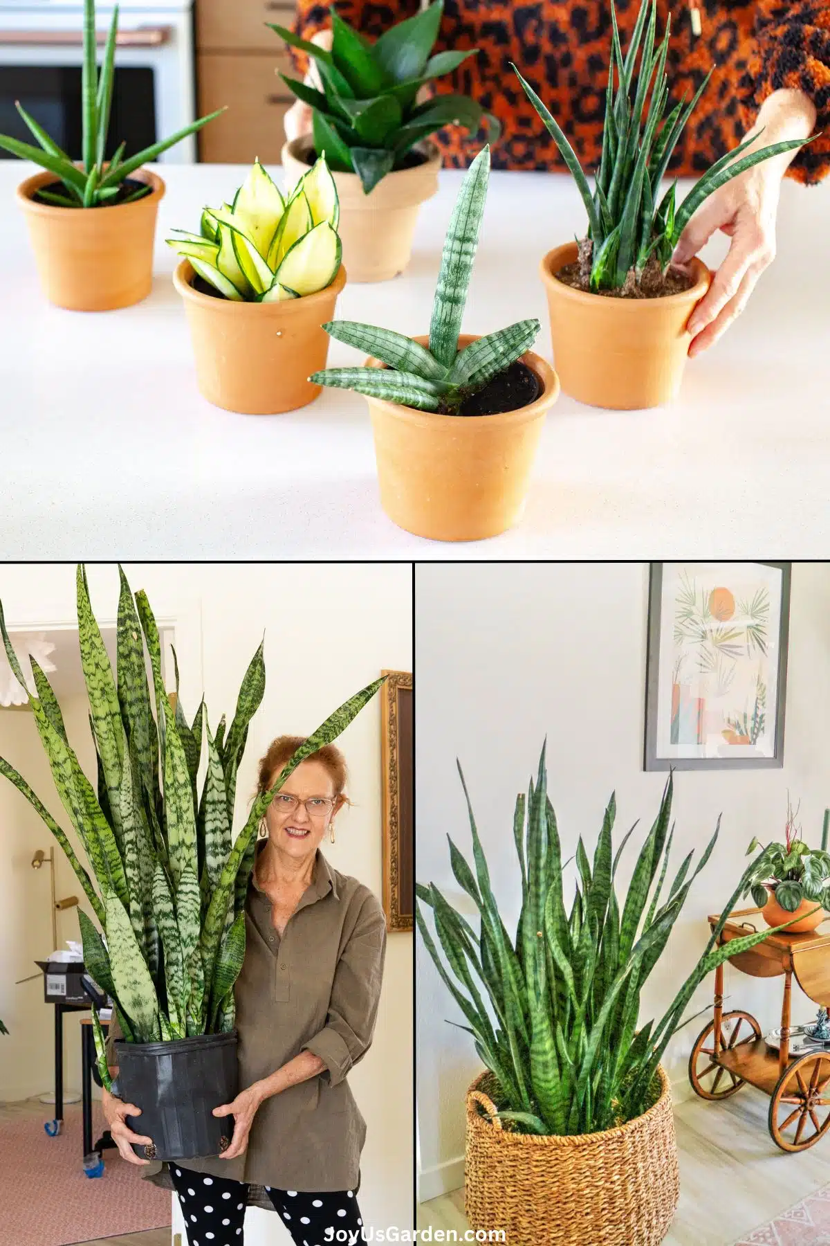 A 3 photo collage of Snake plants, top photo is of 5 compact size sansevierias, bottom photos are Nell Foster holding a large Snake Plant, and a large snake plant in a plant basket. 