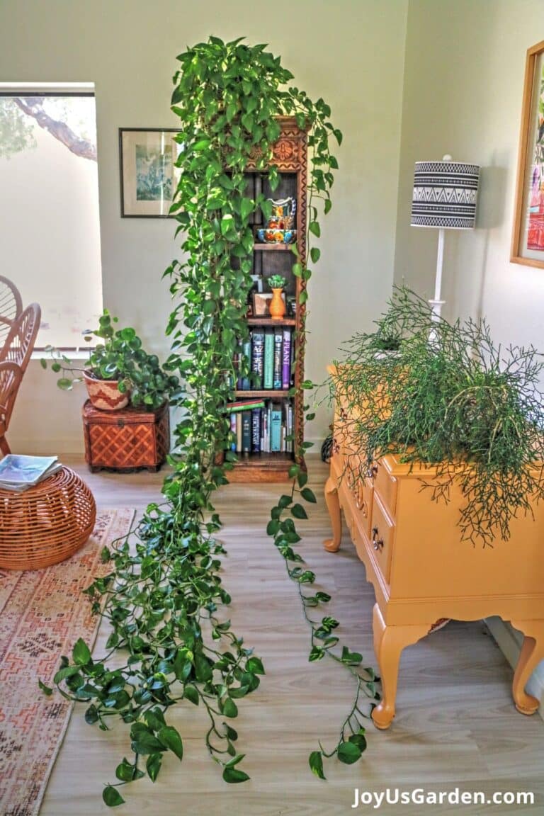 A golden pothos with long trails sits atop a bookshelf in a living room.