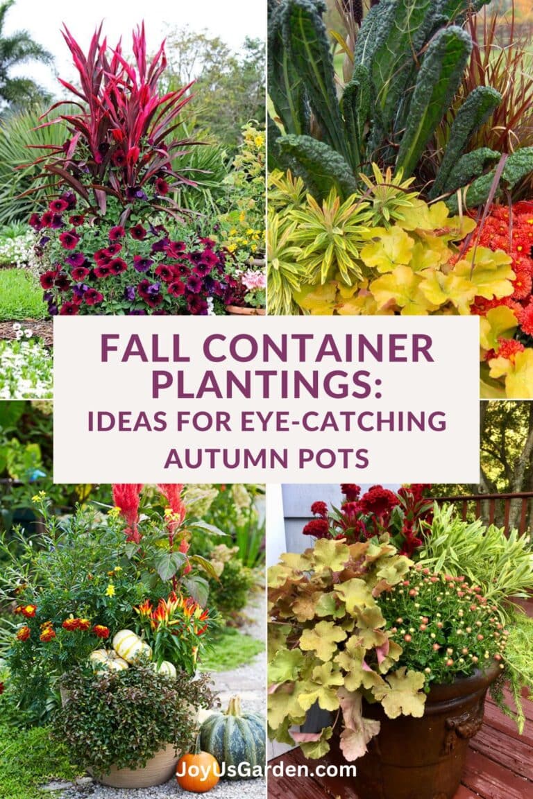 A collage made up of 4 fall container plantings the text reads fall container plantings: ideas for eye catching autumn pots