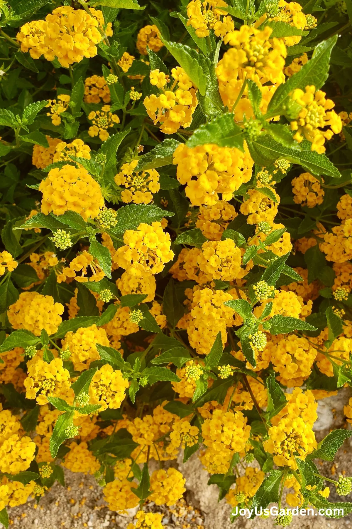 Close of of the bright yellow flowers of a lantana new gold